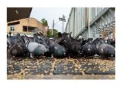 Crowded at lunch - Maria Mazo