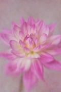 Crysanthemum-bloom - ... ...