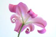 Curly - ... ...