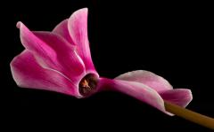 Cyclamen - Guy Machan