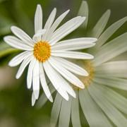 DAISY - Jennifer Gordon