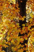 Autumn Leaves - Kay Hill