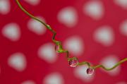 DSC 5279-1net - ... ...