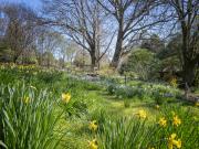 Daffodil field - Heather Miles