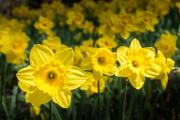 Daffodils  200905 52990 - Donald Gould