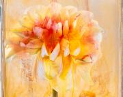 Dahlia-1 - Janice Gursanscky