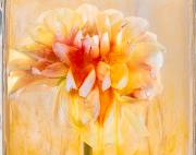 Dahlia-2 - Janice Gursanscky