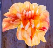 Dahlia-3 - Janice Gursanscky