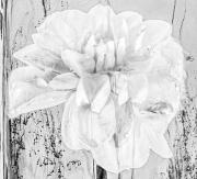 Dahlia 1 - Janice Gursanscky