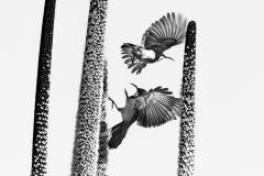 Dance of the honeyeaters - Heather Miles