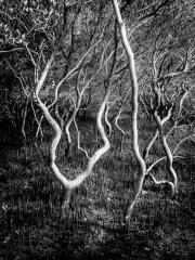 Dancing-Mangroves - Judy Warburton