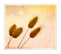 Dancing Grass - Peter Steele