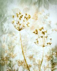 Dancing in the wind - Hemant Kogekar