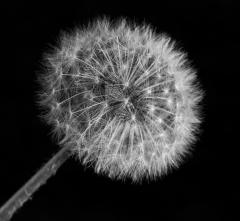 Dandelion - Guy Machan