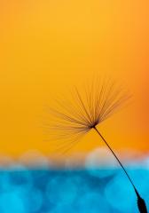 Dandelion at Sunset - Vivek Herur