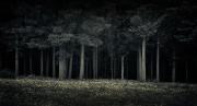 sm Dark-Forest Jan Glover - ... ...