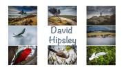 David Hipsley - David Hipsley