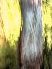 Dead_Tree_ICM.jpeg - Ray Seaver