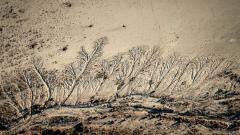 Dead Vlei  - Hemant Kogekar