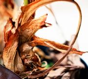 Decay Design - Fran Brew