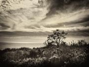 Dee-Why-Headland - ... ...