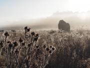 Deep brown morning - Maureen Rogers