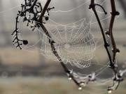 Delicate web - Maureen Rogers