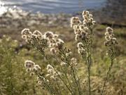 Delicate weeds - Maureen Rogers