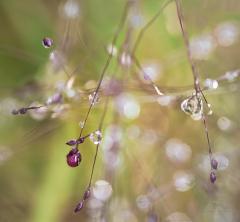 Dew_in_the_Grasses - Louise Scambler