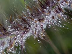 Dew on native grass - Maureen Rogers