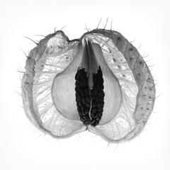 Dissected Seed Pod - Margaret Frankish