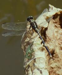 Dragon Fly - Alan Sutton