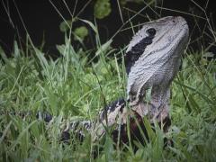 Dragon Hiding Grass - Alan Sutton