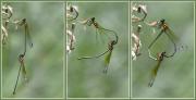 Dragon fly Valentine - ... ...