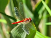 Dragonfly - Jennifer Gordon