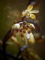 Climbing Orchid - Janice Gursanscky