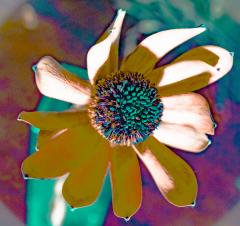 Dried Flower - Alan Sutton