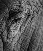 Dubbo-Around the zoo - Shane Clarkson