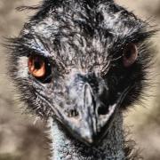 Dubbo-Australian Flora and Fauna - Shane Clarkson