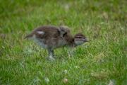 Duckling - Leigh Hall