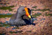 Dusky Moorhen - Leigh Hall