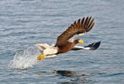 Eagles Catch - eric Lippey