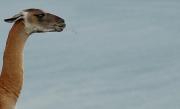 Eating grass GG - ... ...