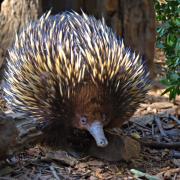 Echidna Collisbird - Tim Collisbird