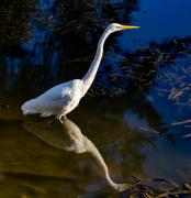 Egret - Guy Machan