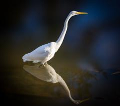 Egret - Guy Machan