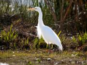 Egret at Lake Narrabri - Leigh Hall