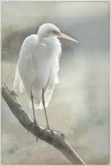 Egret stamp - Maria Mazo