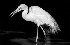 Egret with Meal - Kerry Boytell