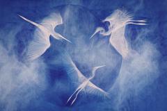 Egrets in the mist - Carol Abbott